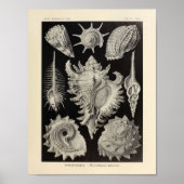  Prosobranchia Ernst Haeckel Art Print (Voorkant)