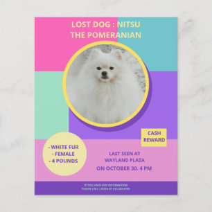 Prospectus 11,4 Cm X 14,2 Cm Affiche de photo colorée moderne de chien disparu 