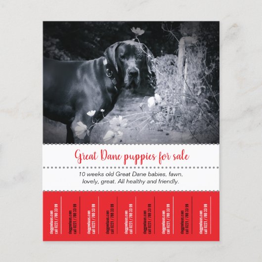 Prospectus 11,4 Cm X 14,2 Cm Affiche de vente de chiots (Devant)