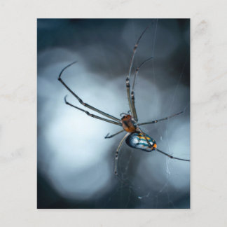 Prospectus 11,4 Cm X 14,2 Cm Amateurs d'araignées| L'araignée de beauté avec de