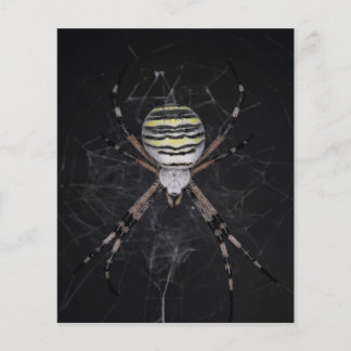 Prospectus 11,4 Cm X 14,2 Cm Araignée de jardin bordée d'or | Cadeau aux amateu