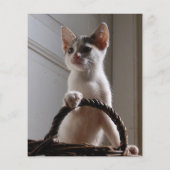 Prospectus 11,4 Cm X 14,2 Cm chaton à vendre prospectus modèles (Dos)