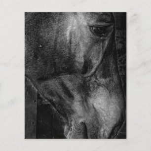 Prospectus 11,4 Cm X 14,2 Cm Cheval Toile équestre