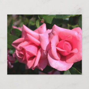 Prospectus 11,4 Cm X 14,2 Cm deux fleurs de rose rose chaud parfait. amour