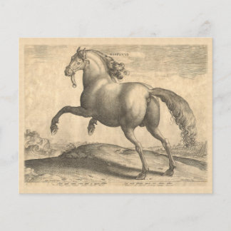 Prospectus 11,4 Cm X 14,2 Cm Elégante gravure d'antiquité du cheval espagnol