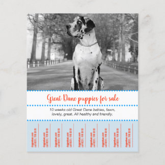 Prospectus 11,4 Cm X 14,2 Cm Flyer de vente de chiots