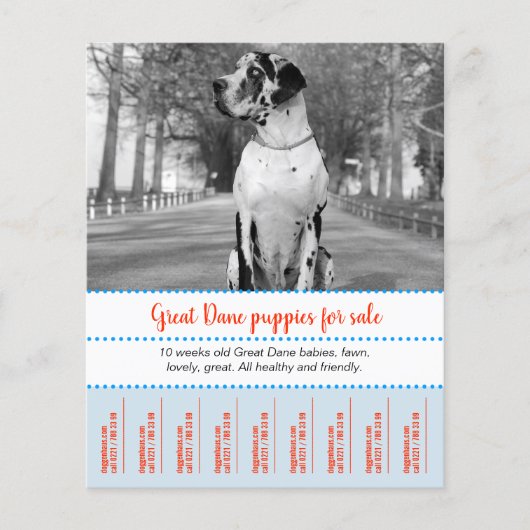 Prospectus 11,4 Cm X 14,2 Cm Flyer de vente de chiots (Devant)