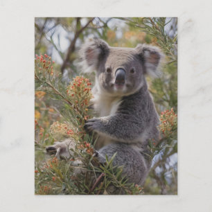 Prospectus 11,4 Cm X 14,2 Cm Grevillea Koala Bear,