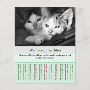 Prospectus 11,4 Cm X 14,2 Cm modèles de flyers pour chatons à vendre