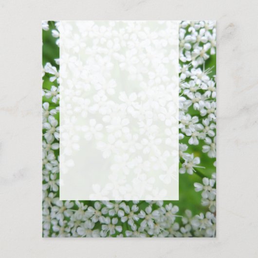 Prospectus 11,4 Cm X 14,2 Cm Panneau 02 - Persil de vache (Devant)