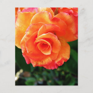 Prospectus 11,4 Cm X 14,2 Cm Photographie Rose Orange