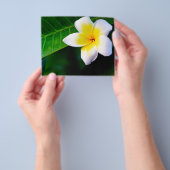 Prospectus 11,4 Cm X 14,2 Cm plumérie (main)