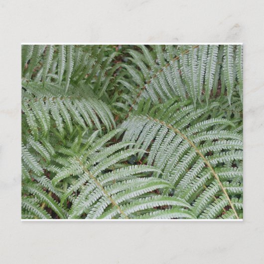 Prospectus 11,4 Cm X 14,2 Cm Prospectus Fougère verte (Devant)