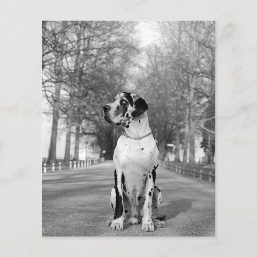 Prospectus 11,4 Cm X 14,2 Cm Vendre de grands Danois (Dos)