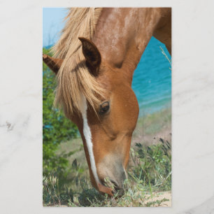 Prospectus 14 Cm X 21,6 Cm Cheval