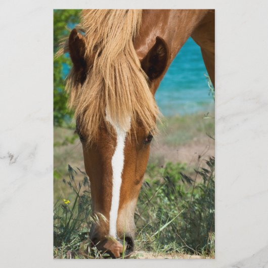 Prospectus 14 Cm X 21,6 Cm Cheval (Devant)