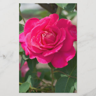 Prospectus 14 Cm X 21,6 Cm Fleur rose
