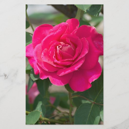 Prospectus 14 Cm X 21,6 Cm Fleur rose (Devant)