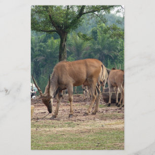 Prospectus 14 Cm X 21,6 Cm Gazelle, zoo d'animaux sauvages, 羚.