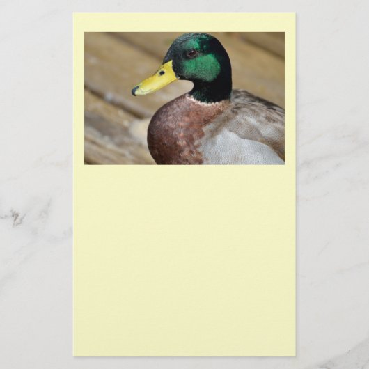 Prospectus 14 Cm X 21,6 Cm Mallard Duck (Devant)