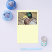 Prospectus 14 Cm X 21,6 Cm Mallard Duck (Simple)
