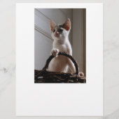 Prospectus 21,6 Cm X 24,94 Cm Affiche de vente de chaton (Dos)