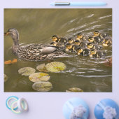 Prospectus 21,6 Cm X 24,94 Cm Animal - Ducks - Swim like a duck (Simple)