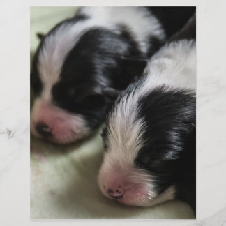 Prospectus 21,6 Cm X 24,94 Cm Bordure Collie Chiots nouveau-nés