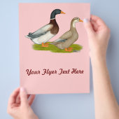 Prospectus 21,6 Cm X 24,94 Cm Canards de Saxe (main)