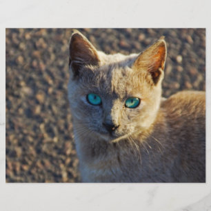 Prospectus 21,6 Cm X 24,94 Cm Chat aux yeux bleus