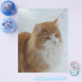 Prospectus 21,6 Cm X 24,94 Cm Chat_des_forêts_norvégiennes (Simple)