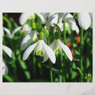 Prospectus 21,6 Cm X 24,94 Cm Chutes de neige - Fleurs de bulbe en fleurs hivern