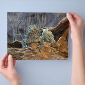 Prospectus 21,6 Cm X 24,94 Cm Circulaire avec deux lézards curieux (main)