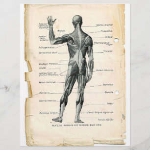 Prospectus 21,6 Cm X 24,94 Cm Circulaire postérieur