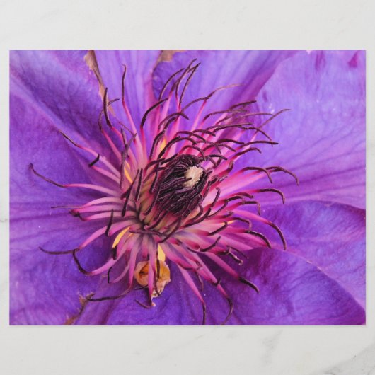 PROSPECTUS 21,6 CM X 24,94 CM CLEMATIS (Devant)