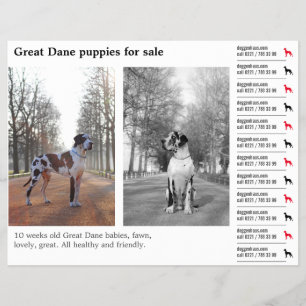Prospectus 21,6 Cm X 24,94 Cm Concepteur Flyer déchirant Great Dane