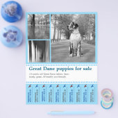 Prospectus 21,6 Cm X 24,94 Cm Conception Flyer de vente de chiots (Simple)
