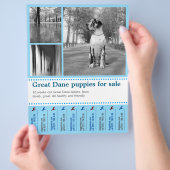 Prospectus 21,6 Cm X 24,94 Cm Conception Flyer de vente de chiots (main)