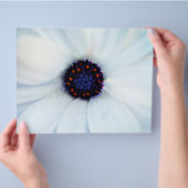 Prospectus 21,6 Cm X 24,94 Cm Daisy africain (main)