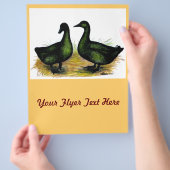 Prospectus 21,6 Cm X 24,94 Cm Ducks : Cayuga Pair (main)