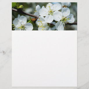 Prospectus 21,6 Cm X 24,94 Cm Floraison de cerisier