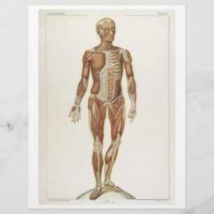 Prospectus 21,6 Cm X 24,94 Cm Flyer des muscles antérieurs