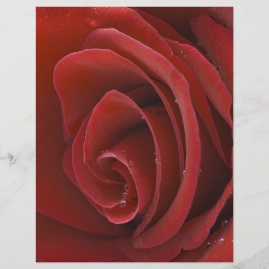 Prospectus 21,6 Cm X 24,94 Cm Flyer Rose Rouge (Devant)