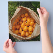 Prospectus 21,6 Cm X 24,94 Cm Fresh loquats (main)