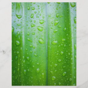 Prospectus 21,6 Cm X 24,94 Cm Green leaves background