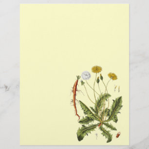 Prospectus 21,6 Cm X 24,94 Cm Illustration vintage du Dandelion