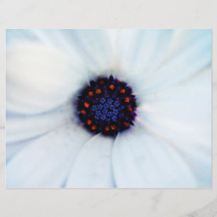 Prospectus 21,6 Cm X 24,94 Cm Marguerite africaine