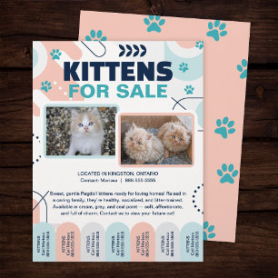 Prospectus 21,6 Cm X 24,94 Cm Modèle de flyer à détacher pour chatons et chats à