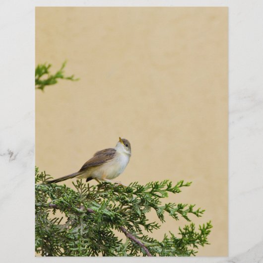 Prospectus 21,6 Cm X 24,94 Cm Moineau (Devant)