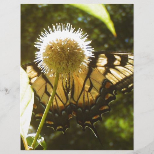 Prospectus 21,6 Cm X 24,94 Cm Monarque de juin (Devant)